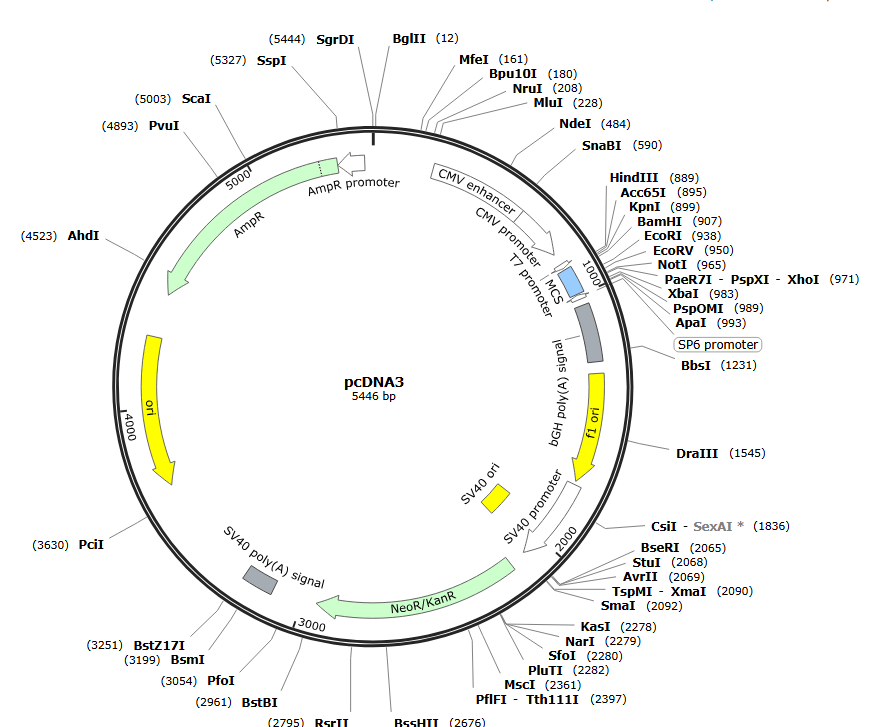 原核表达载体和真核表达系统及其载体