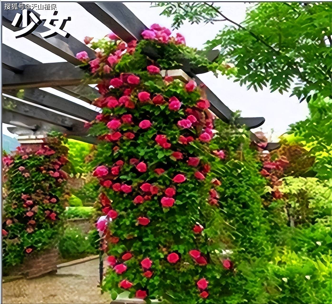 温度和湿度条件对于爬墙蔷薇花种子的发芽及幼苗生长都至关重要