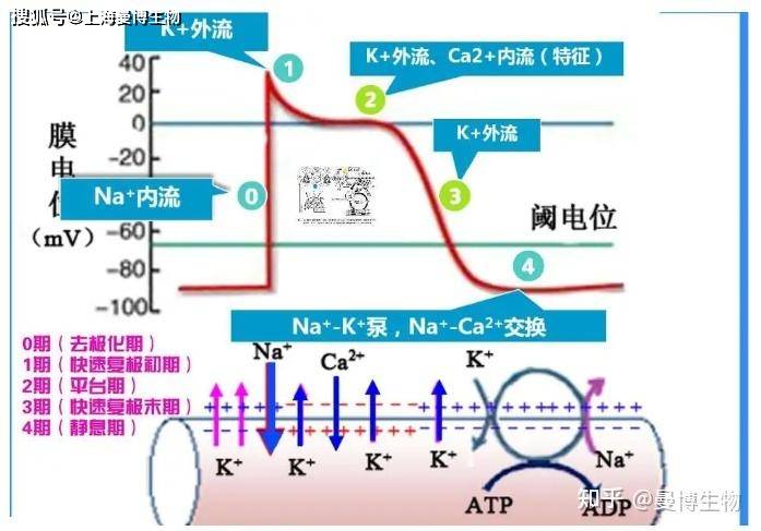 钠离子通道状态图解图片