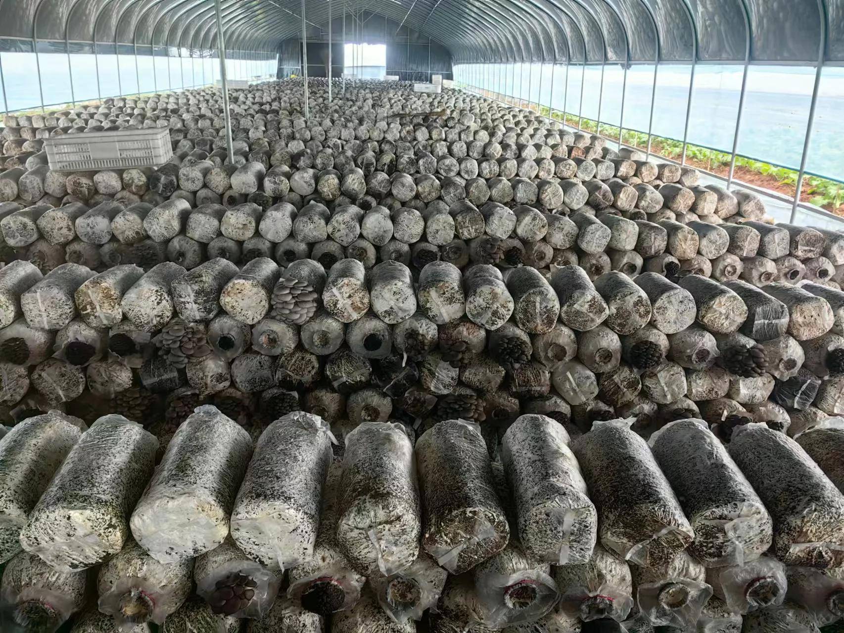 科技特派员丁伦保到肥西山南镇合肥市春红食用菌专业合作社指导～～檀力