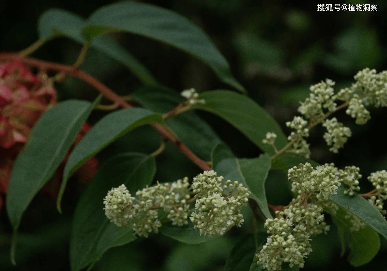 雷公藤有毒吗图片