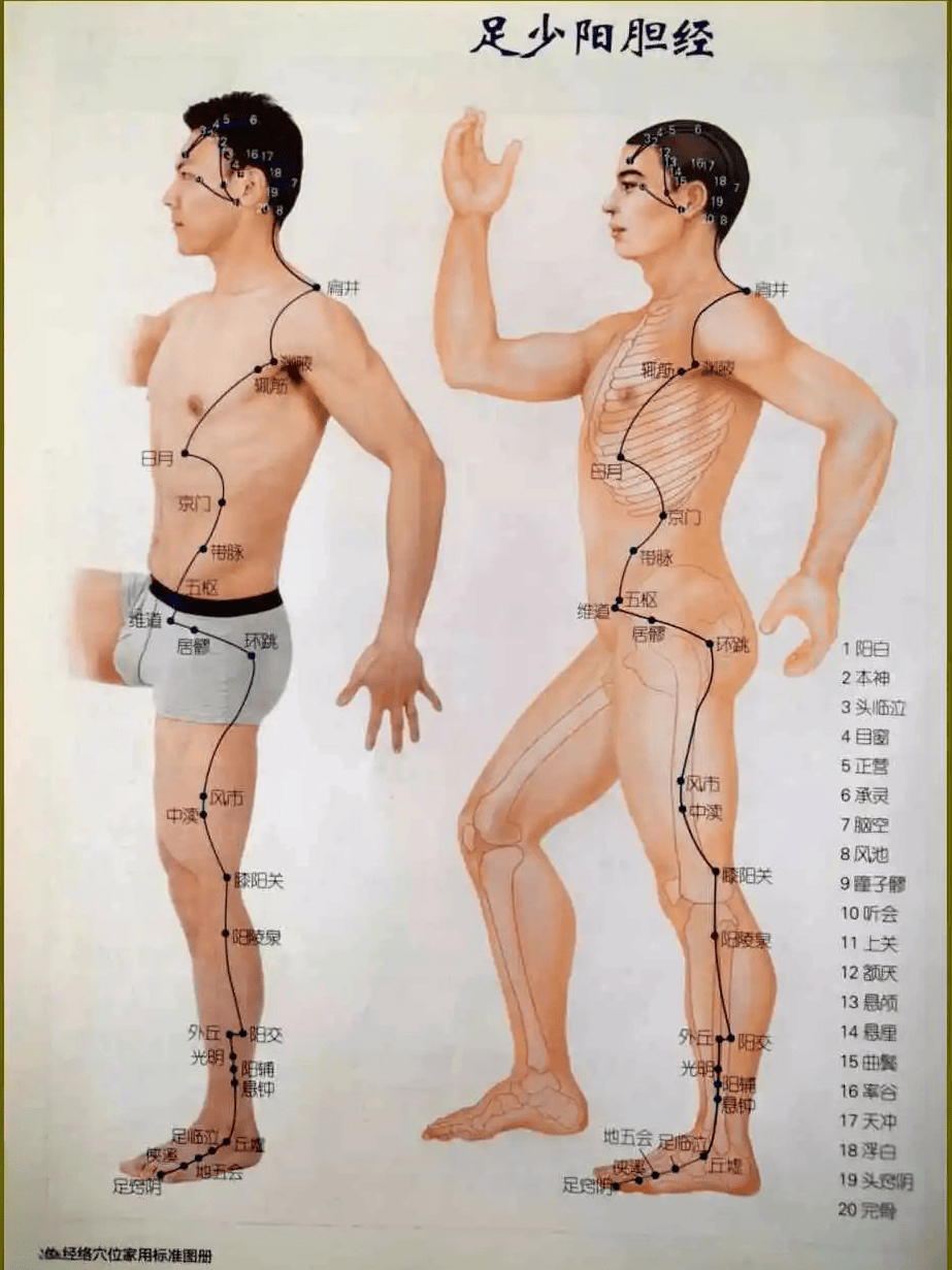 人体的十二正经之第十一条经络