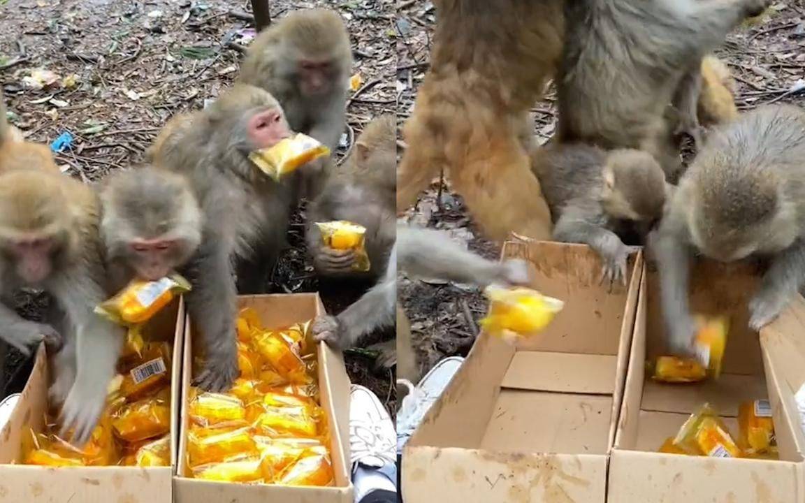 如果很多人投喂金丝猴,那么它们会变得像峨眉山泼猴一样霸道吗?