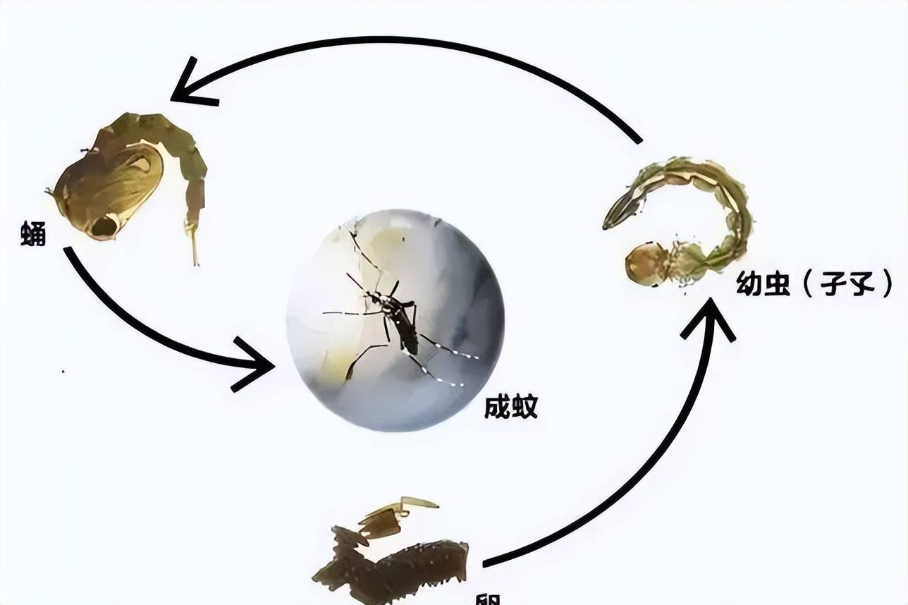 蚊子在地球上的作用是什么?如果全部灭绝,会有什么后果
