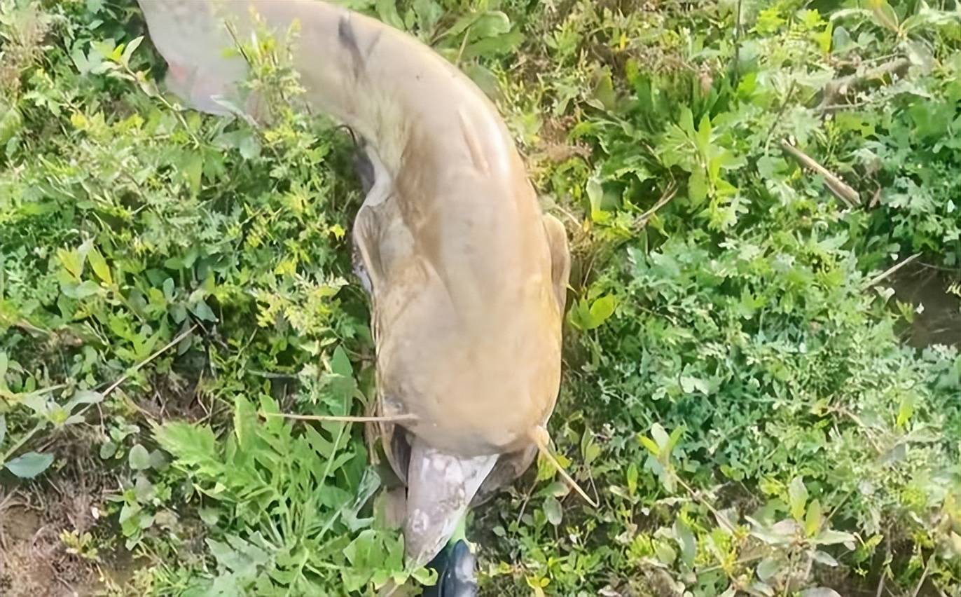 江西男子钓到30斤大鲶鱼,嘴里竟咬着鱤鱼,网友:这样还能咬钩?