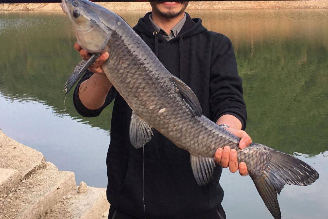 "四大家鱼"之首的青鱼,生长快,个头也大,为何如今没人养了?