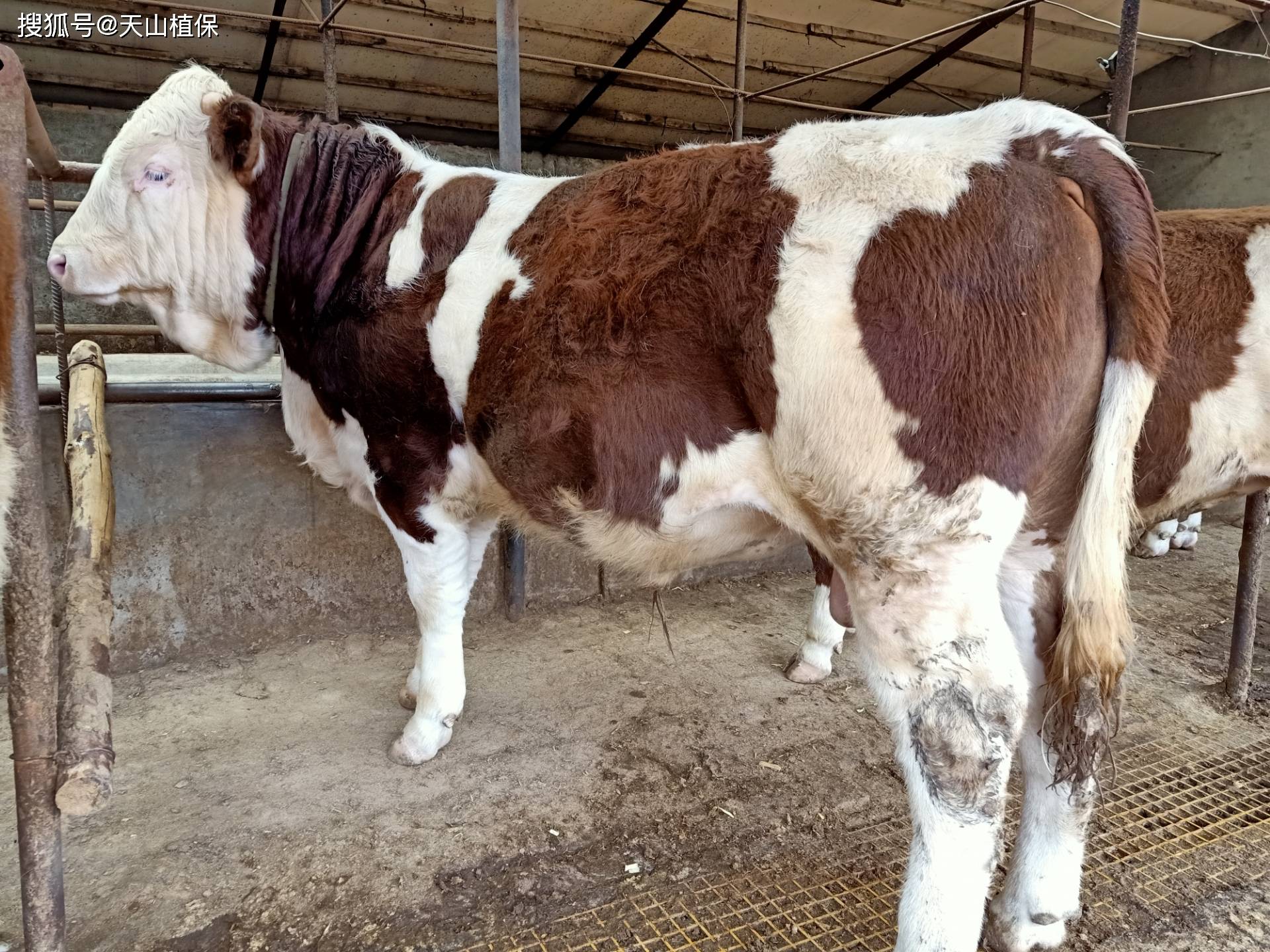 种公牛最大能长多大