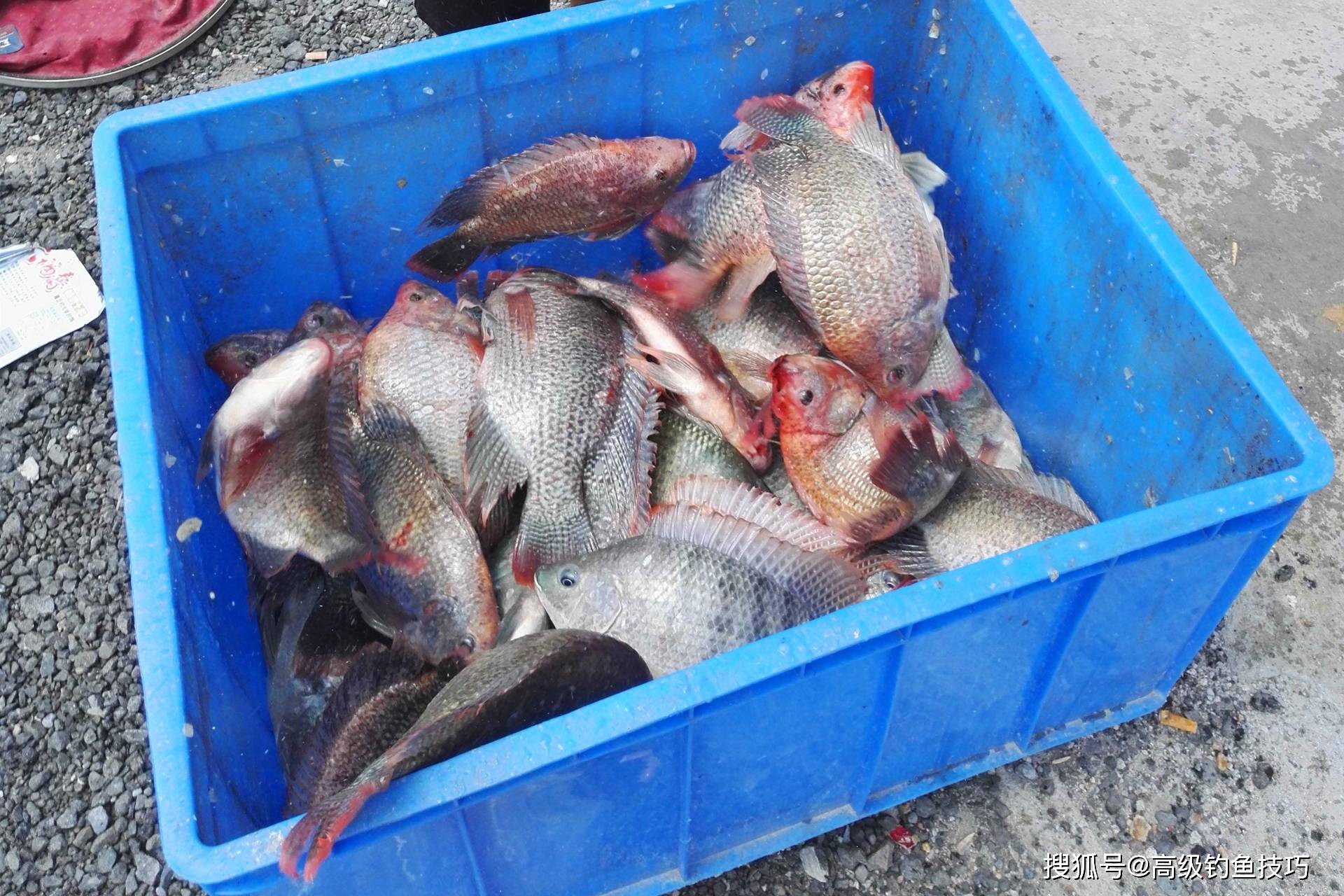 冬天在黑坑钓大罗非鱼的4个技巧