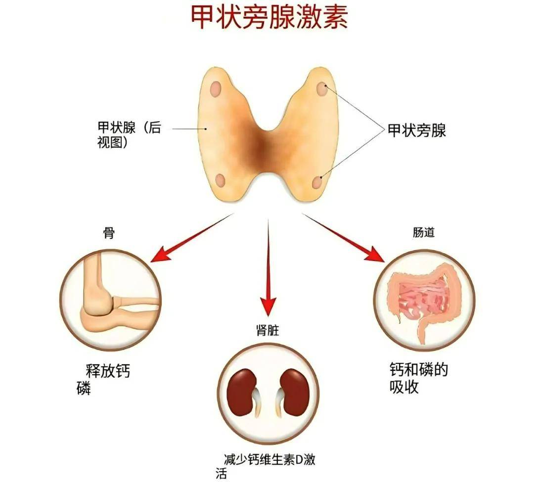 3个您最关心的缺钙问题,骨松科专家来解答_科普_骨骼_中国医院协会