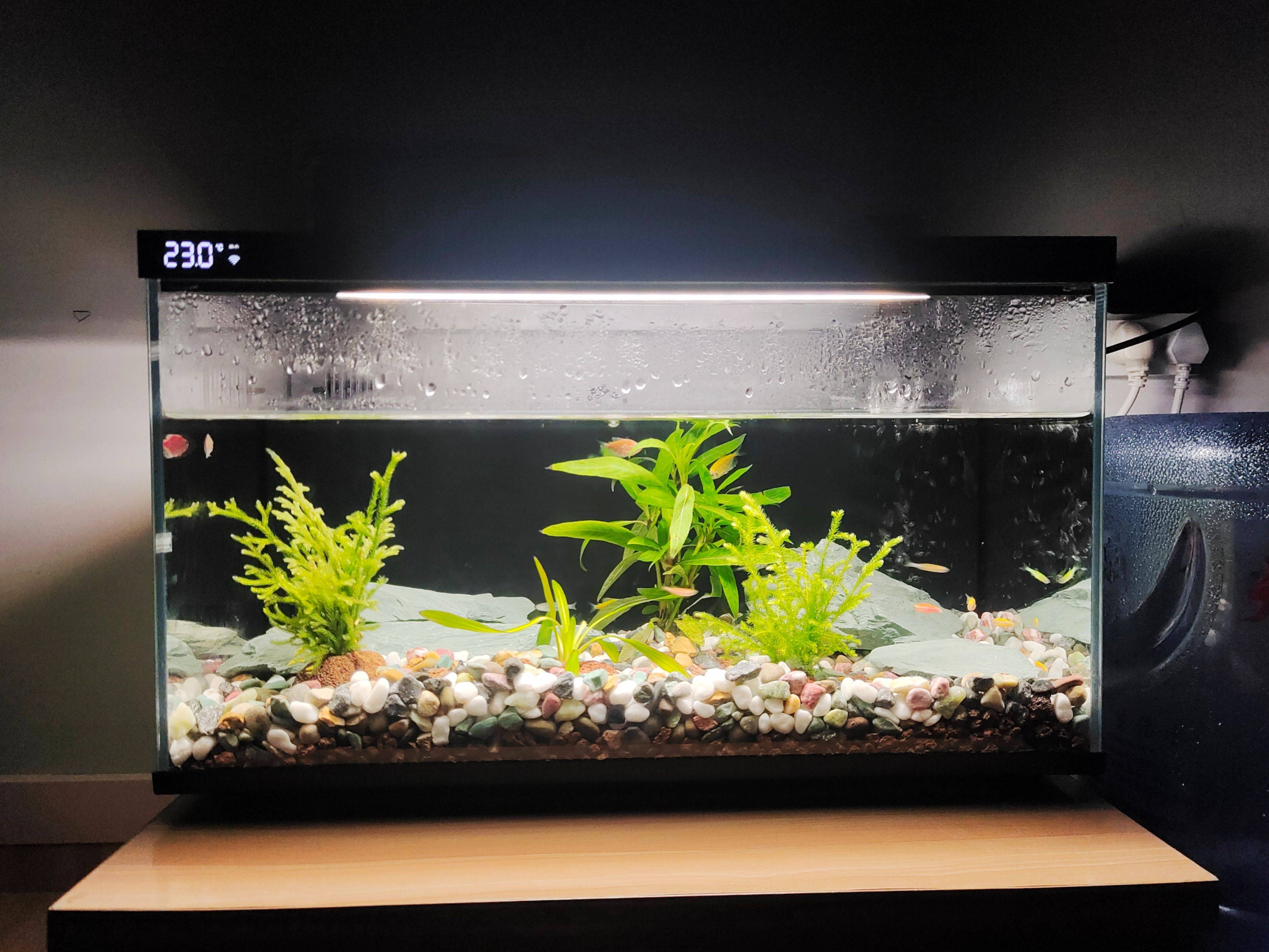 当贝智能鱼缸教你正确养鱼,一键搞定水流和投喂,养鱼如“摸鱼”一样轻松简单