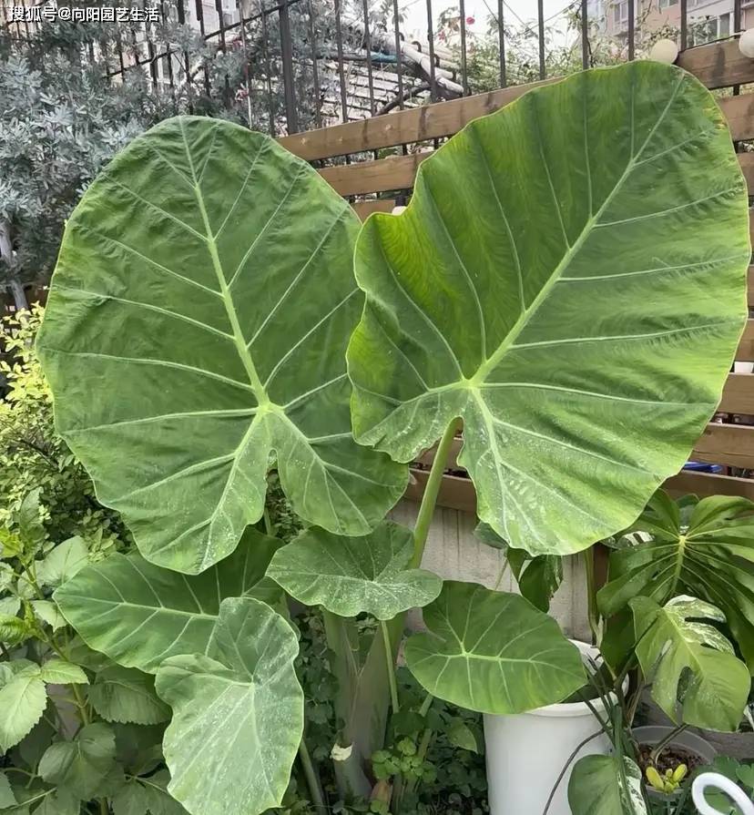 热带植物只长叶子不开花,在整个养护过程中都可以起到非常不错的装饰