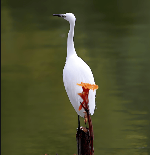 命里带孤鸾晚婚能化解吗,如何化解八字的孤鹜煞