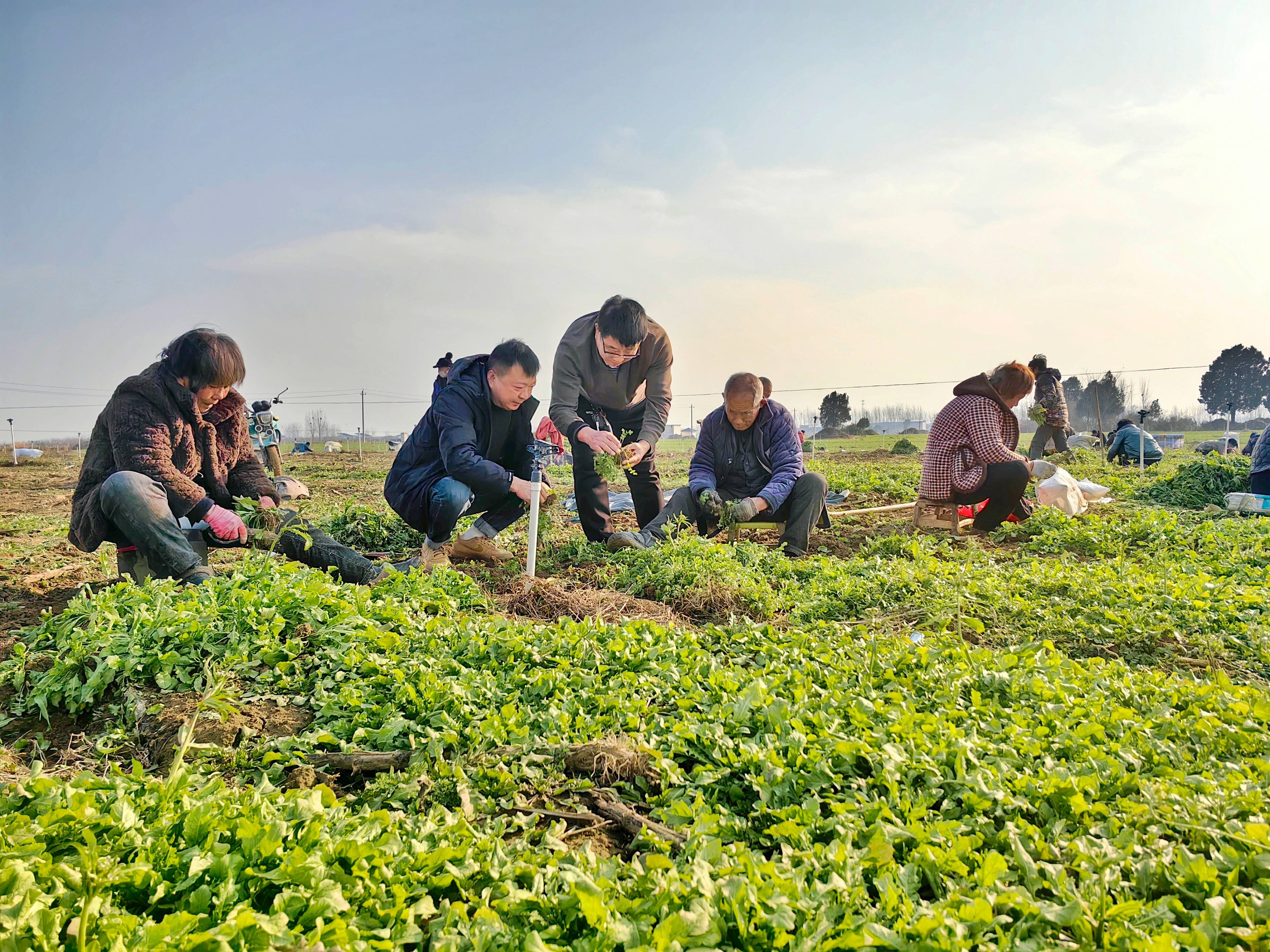 农村致富新项目(农村致富新项目加工厂)