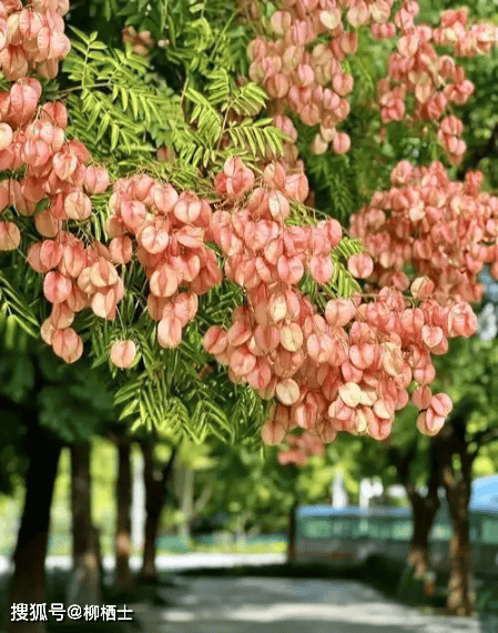 【美文悦读】杂记丨秋有栾华_栾花_栾树_灯笼