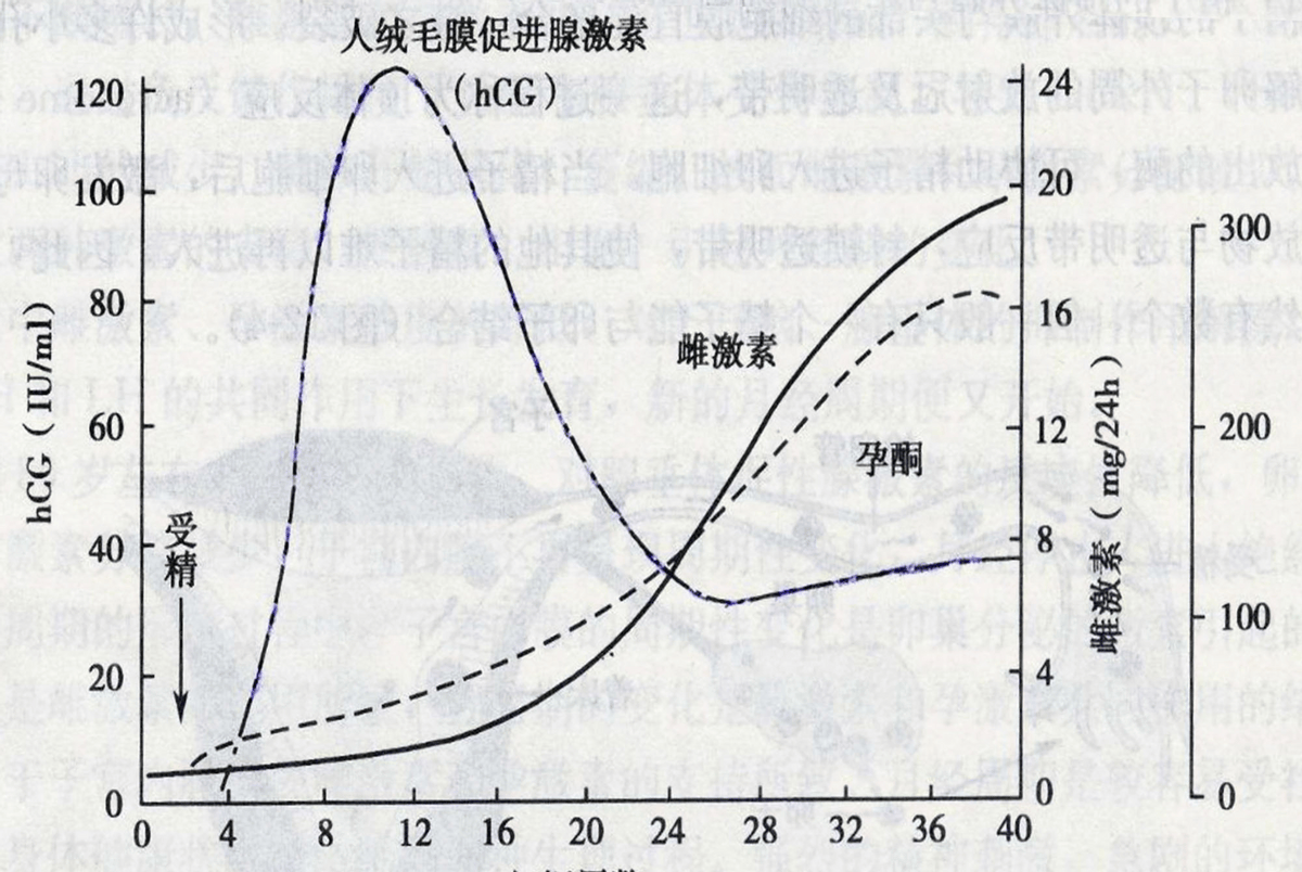 孕妈疑问:为什么有的人孕吐严重,有的人没反应？