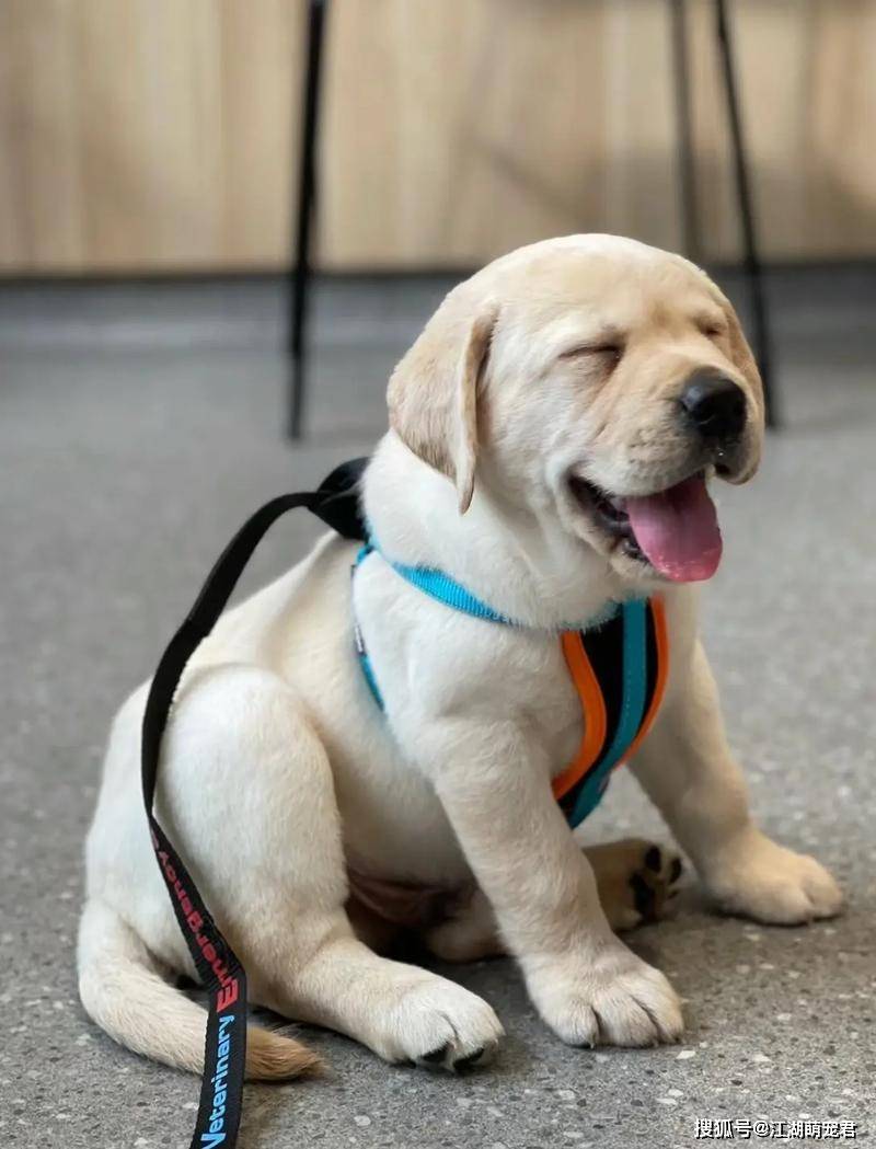 狗界"最听话好养"的5种狗狗,谁养谁顺心!