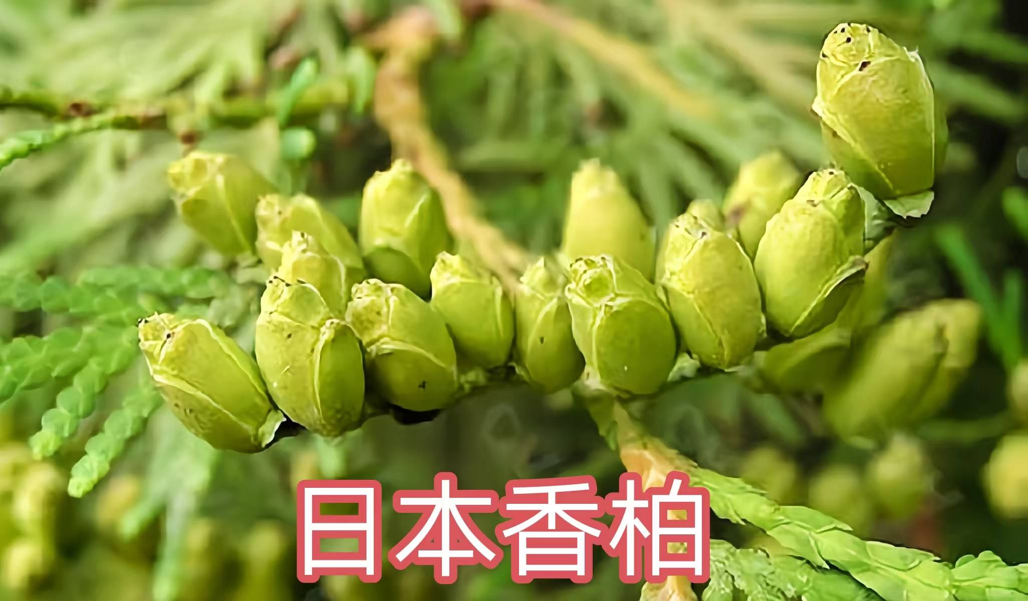 68种柏科植物,园林栽培的常用树种_柏木_高达_中国