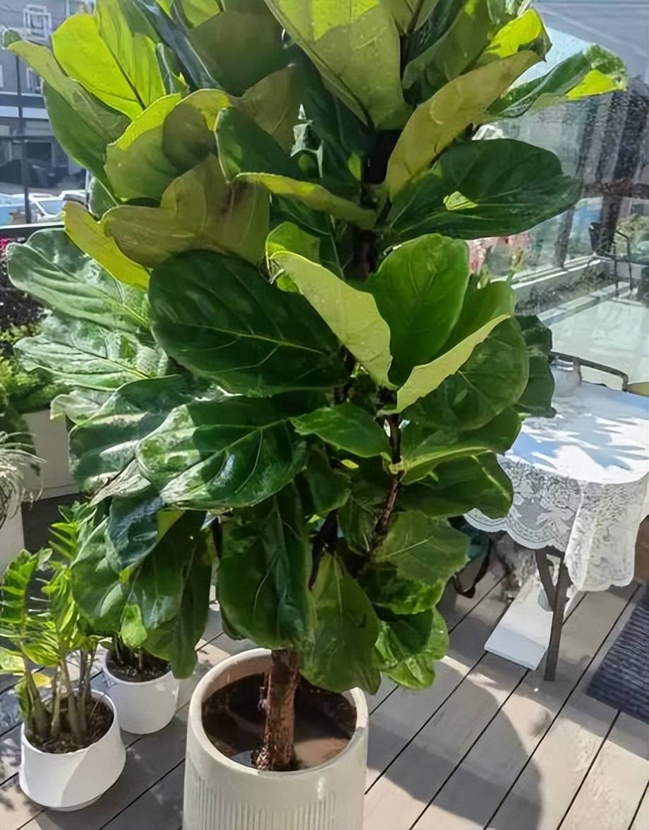 适合新手的6种观叶植物,摆在家里有格调,谁见了都夸美