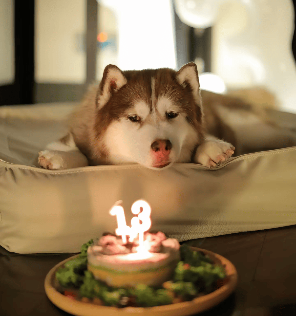 15岁网红犬"哈礼鹿"去世!半瘫后被悉心照料,主人发文惹泪目