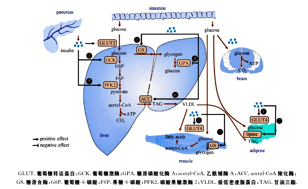 高三生物救星！细胞结构+代谢，每日10分钟的简单介绍