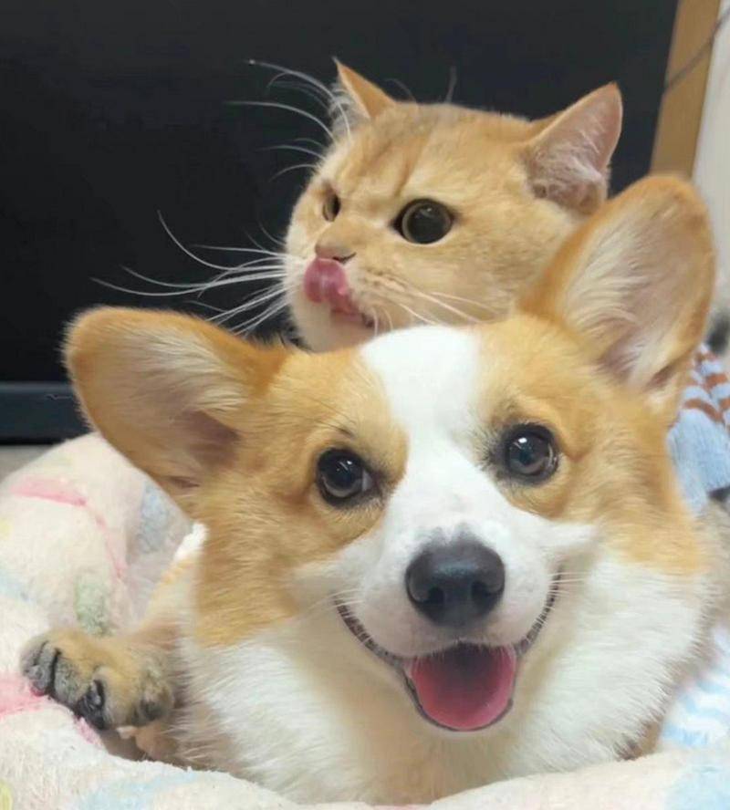 活体宠物入驻小红书的条件及流程是?活体宠物报白需要哪些资质?