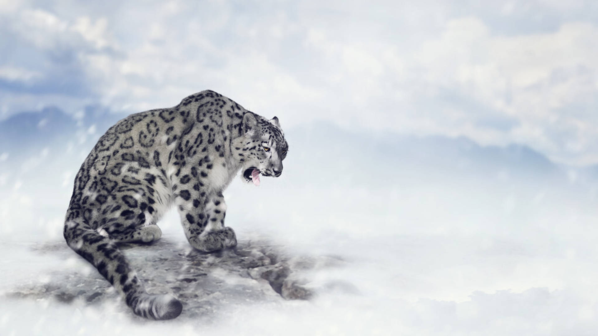 高原杀手的反重力猎杀术,雪豹能捕杀三倍体重的猎物?