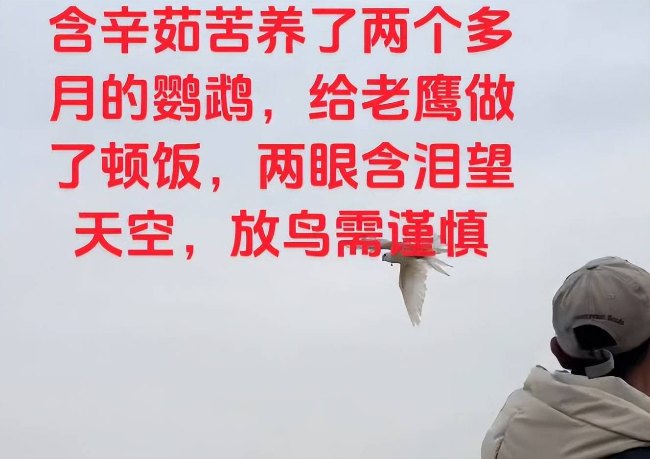 原创            河南男子带玄凤鹦鹉外出遛风，结果给老鹰加了餐，只能含泪望天空（玄凤鹦鹉能带出去玩吗）
