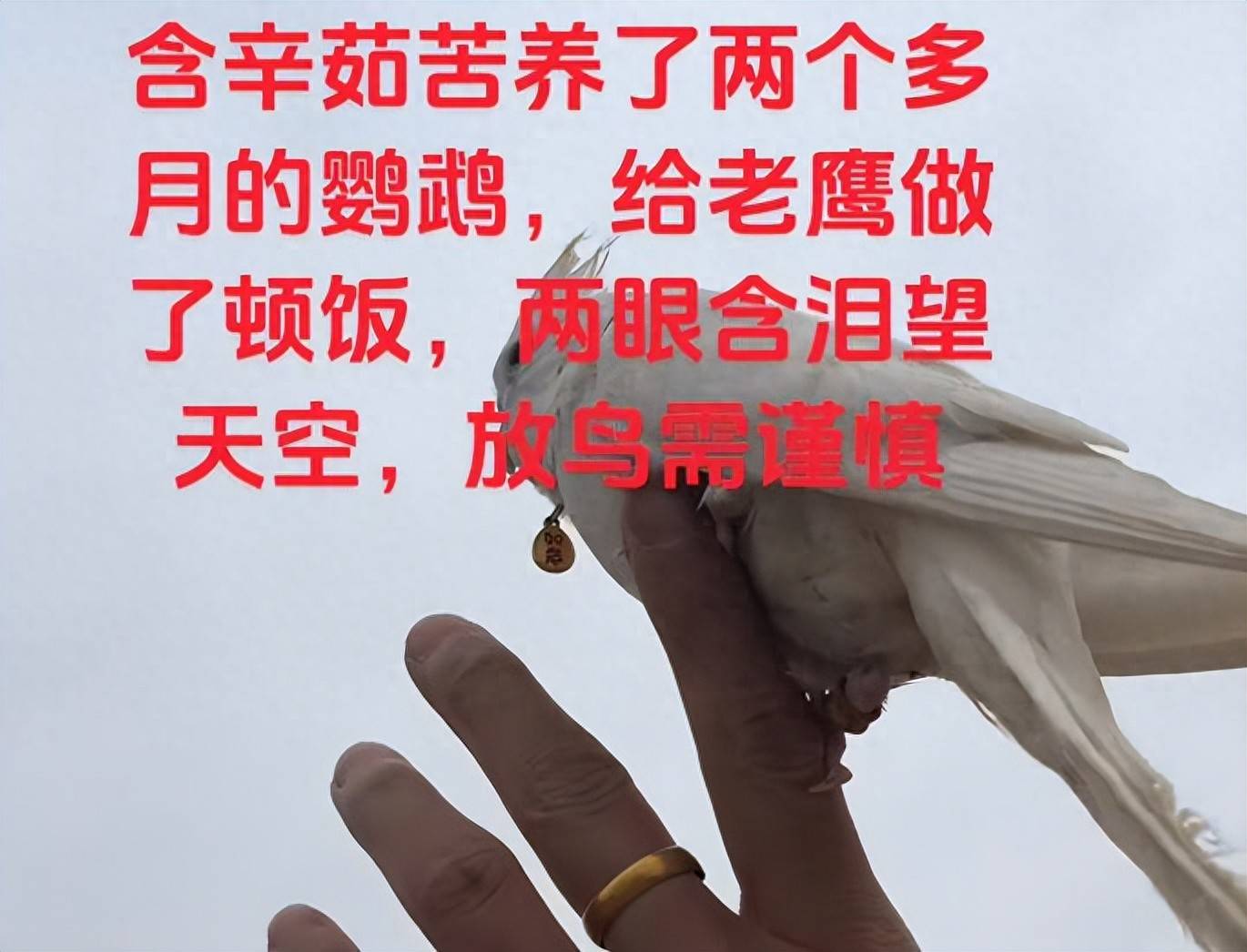 原创            河南男子带玄凤鹦鹉外出遛风，结果给老鹰加了餐，只能含泪望天空（玄凤鹦鹉能带出去玩吗）
