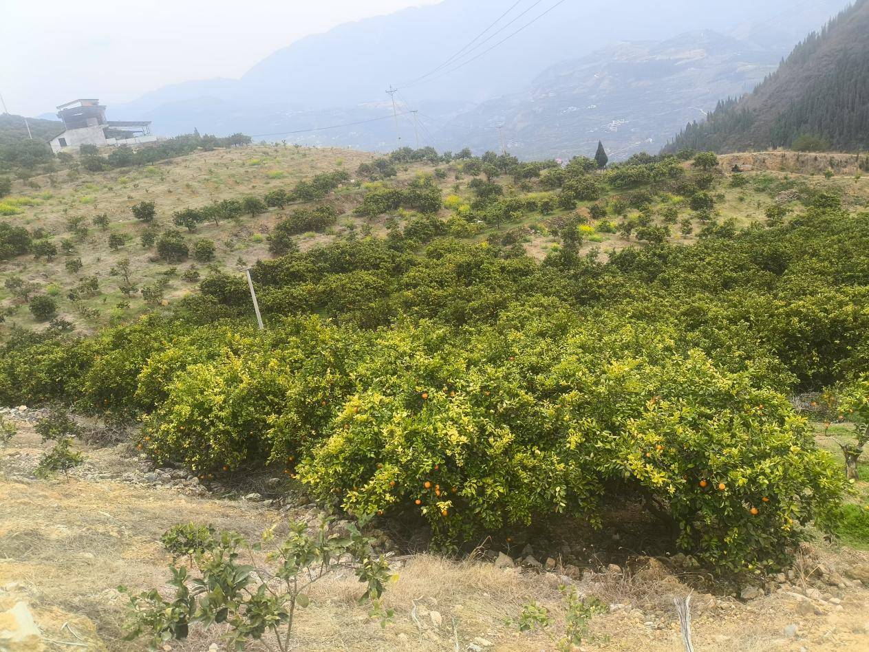 走进奉节西沐栗水果种植场基地,领略优质脐橙魅力