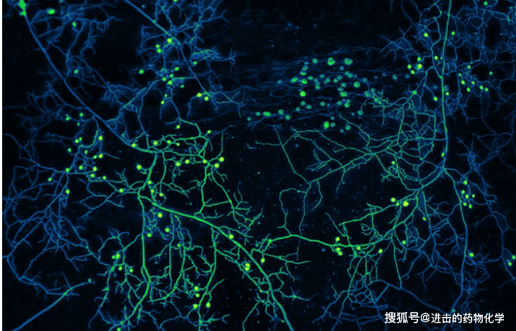 研究揭示植物与真菌共生网络奥秘，助力理解生命关键运输系统_菌丝体_加尔韦斯_奥亚特