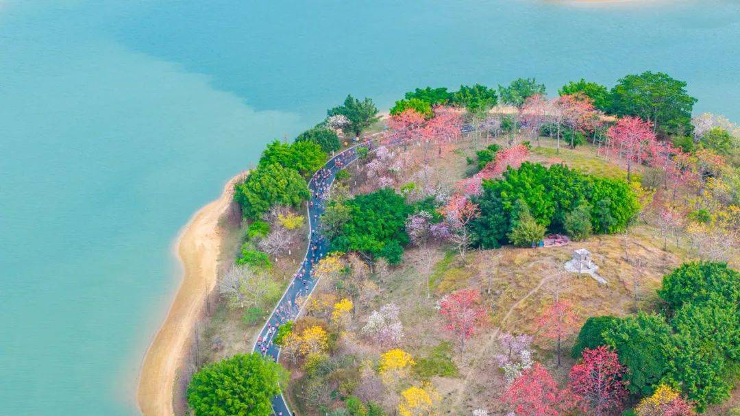 松山湖路跑赛：冠军畅享春日美景与赛事荣耀，春日松山湖：十五运路跑赛燃动春天