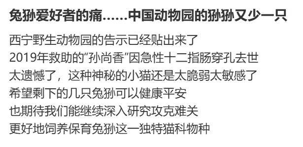 痛心！网红兔狲“狲尚香”因急性溃疡穿孔离世，多只网红兔狲离世，饲养兔狲为何如此艰难？