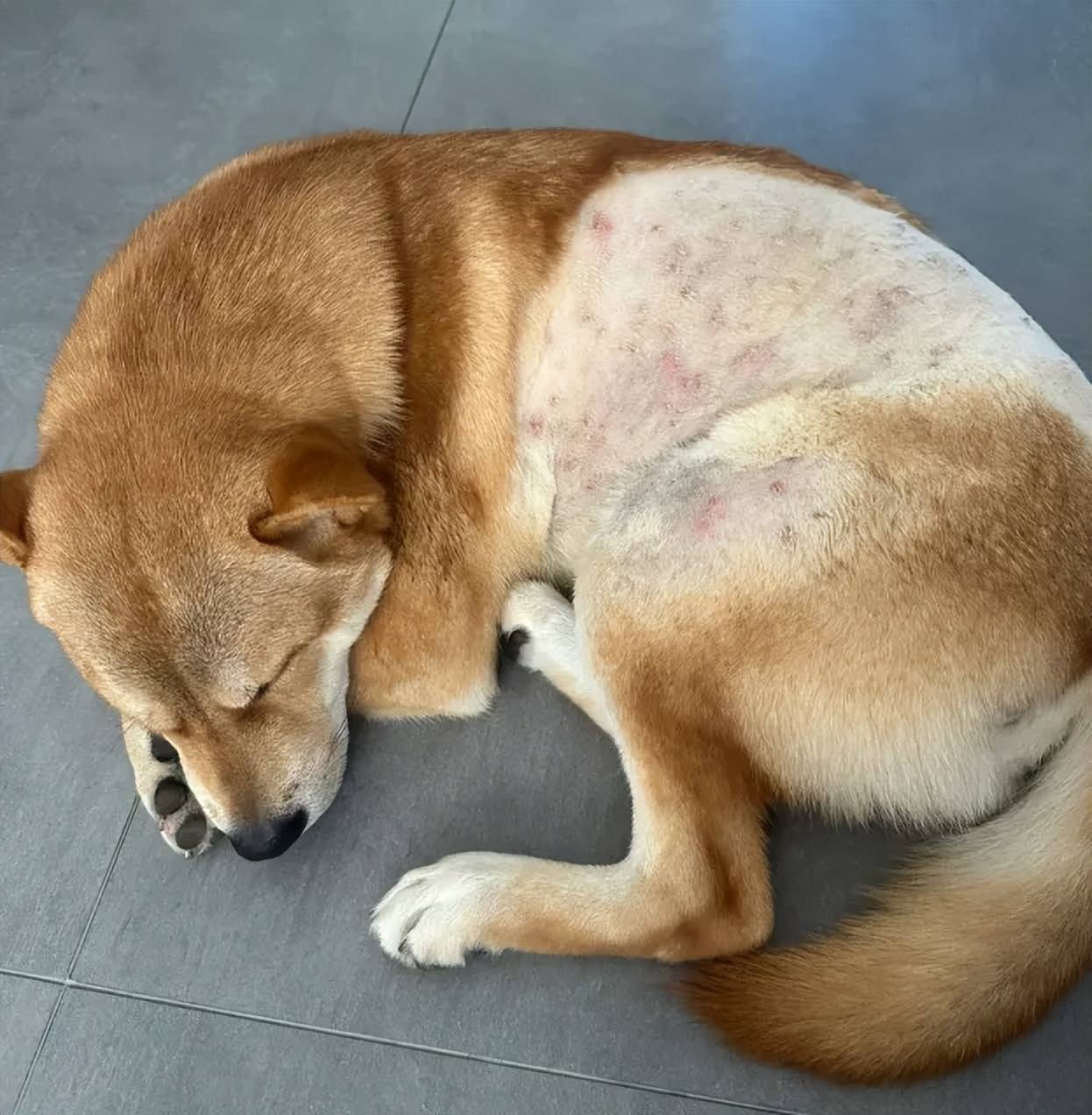 狗狗不会说话,这些生病信号,主人一定要读懂!