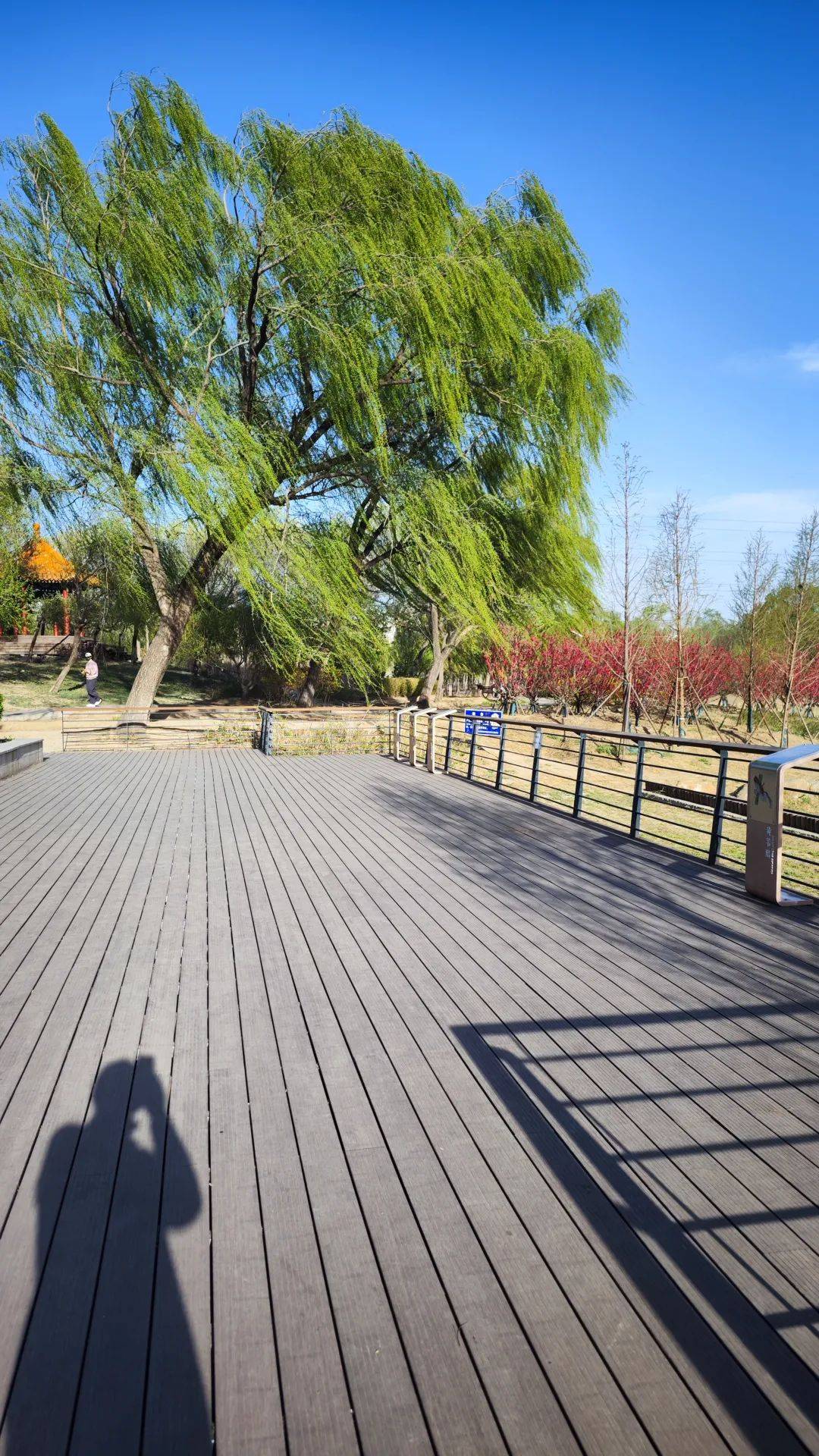 京城森林公园(2025年4月4日)