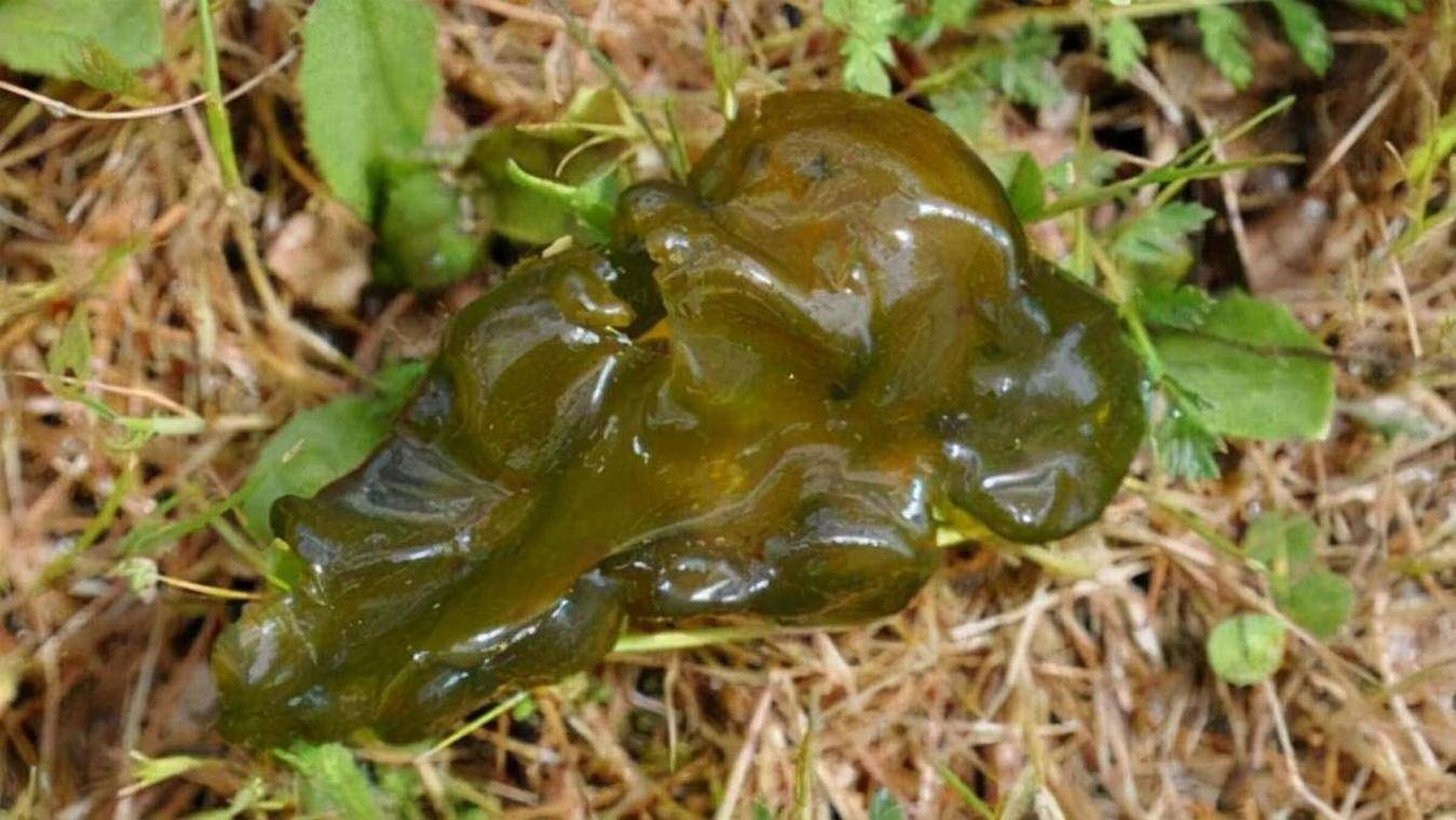 人称雷公屎,蛋白质比银耳还要高,无根无叶,清明节记得采摘来吃