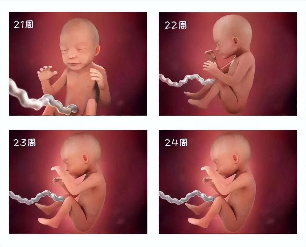 宝宝在肚子里长大的过程,附高清图解