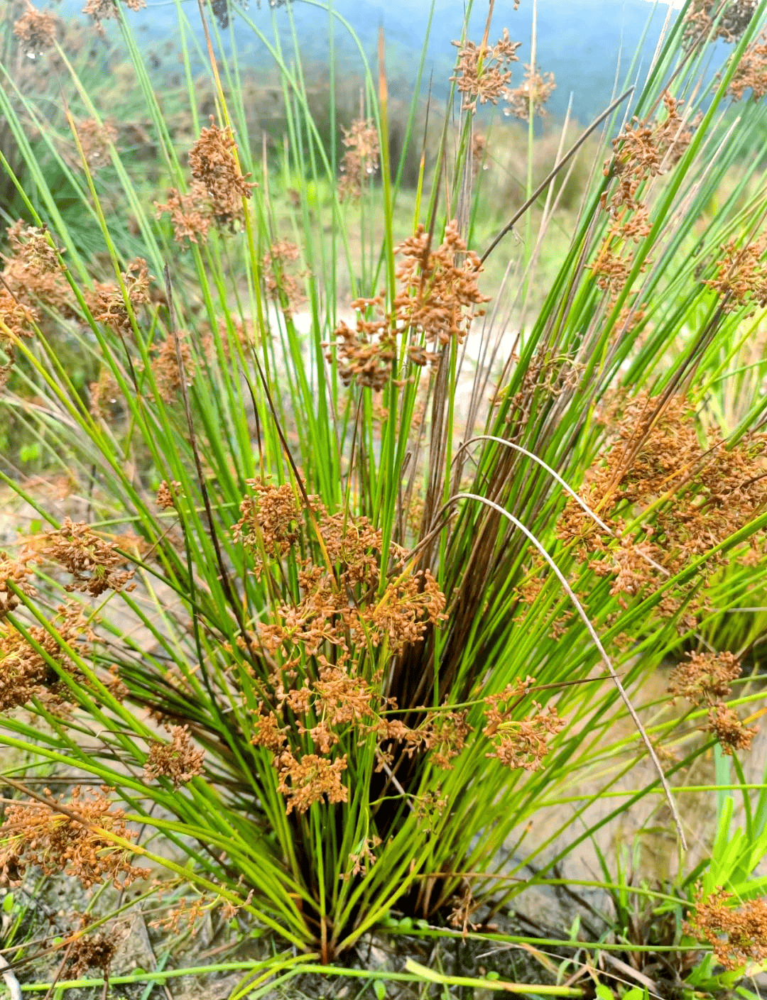 俗称"利尿草",古人用来做灯芯,又叫灯芯草,野席草,水边常见