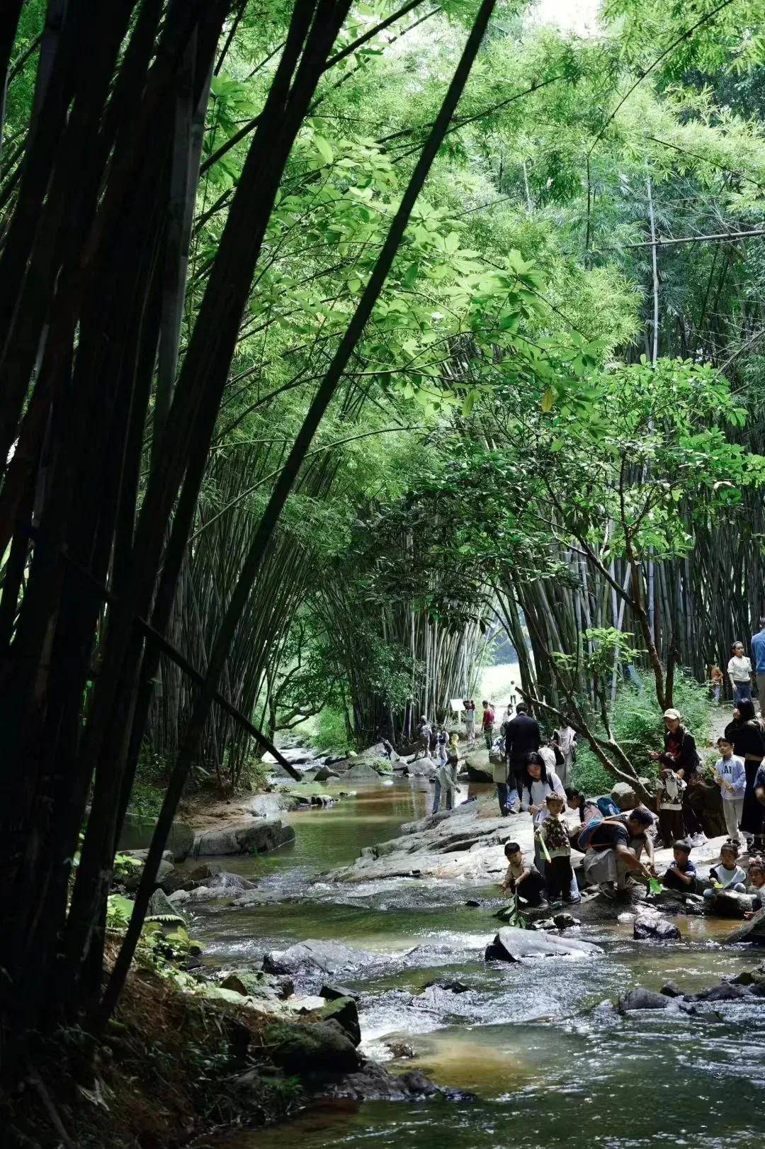 前半段翠竹绿树偶尔还能看到很多小动物长岭国家登山健身步道位于