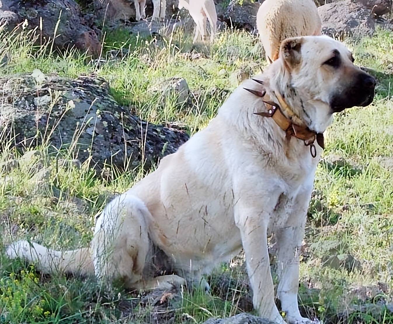 原创            牧羊犬脖子上戴着的“防狼项圈”，为何会让狼群害怕？真能防狼？（狗带上防狼脖圈能打败狼吗）