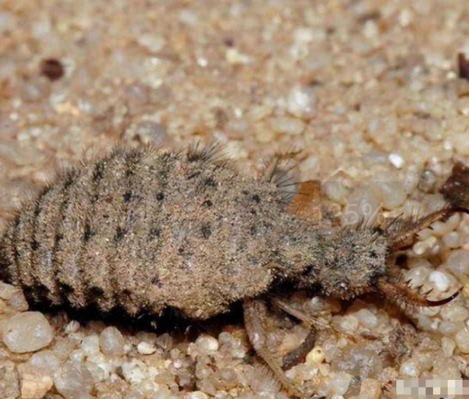 地牯牛,被誉为土坑里的"软黄金",一只能卖10元,儿时当玩具玩