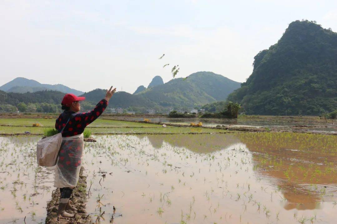 湖南插秧与广西抛秧:哪种种植方式产量高,收益大?