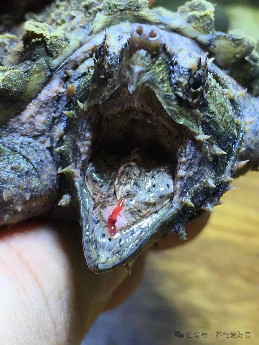 大鳄龟钓鱼佬都自愧不