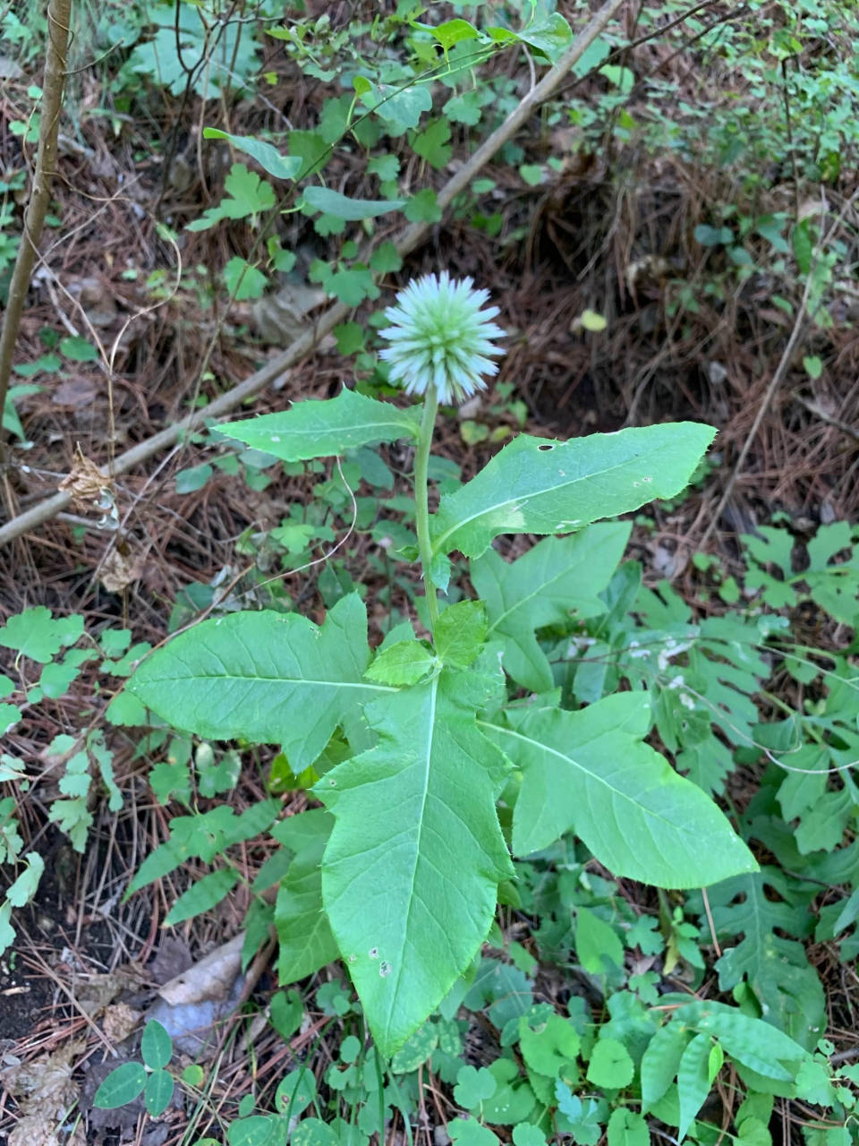手把手教你认清中草药植物500种