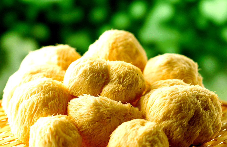 养生：吃猴头菇的好处