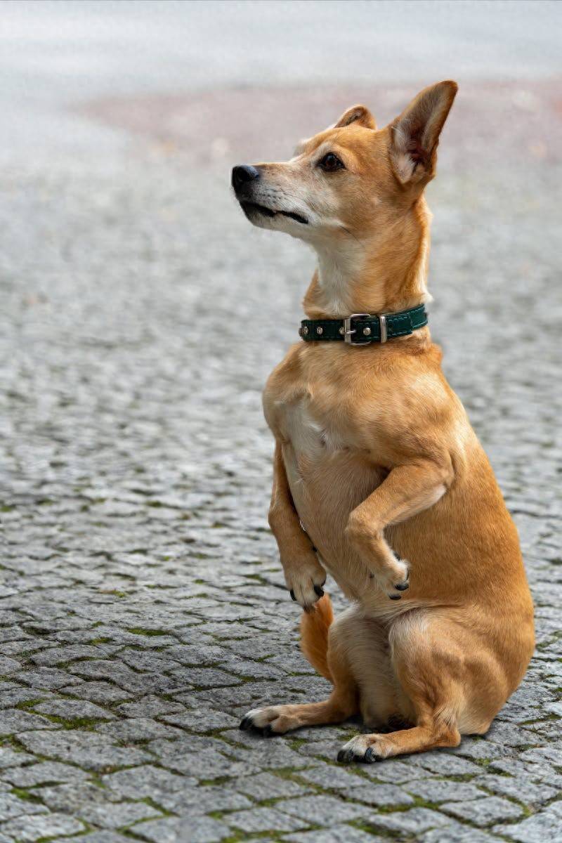 短毛狗毛发亮到反光,秘诀在伊珊娜星辰钻