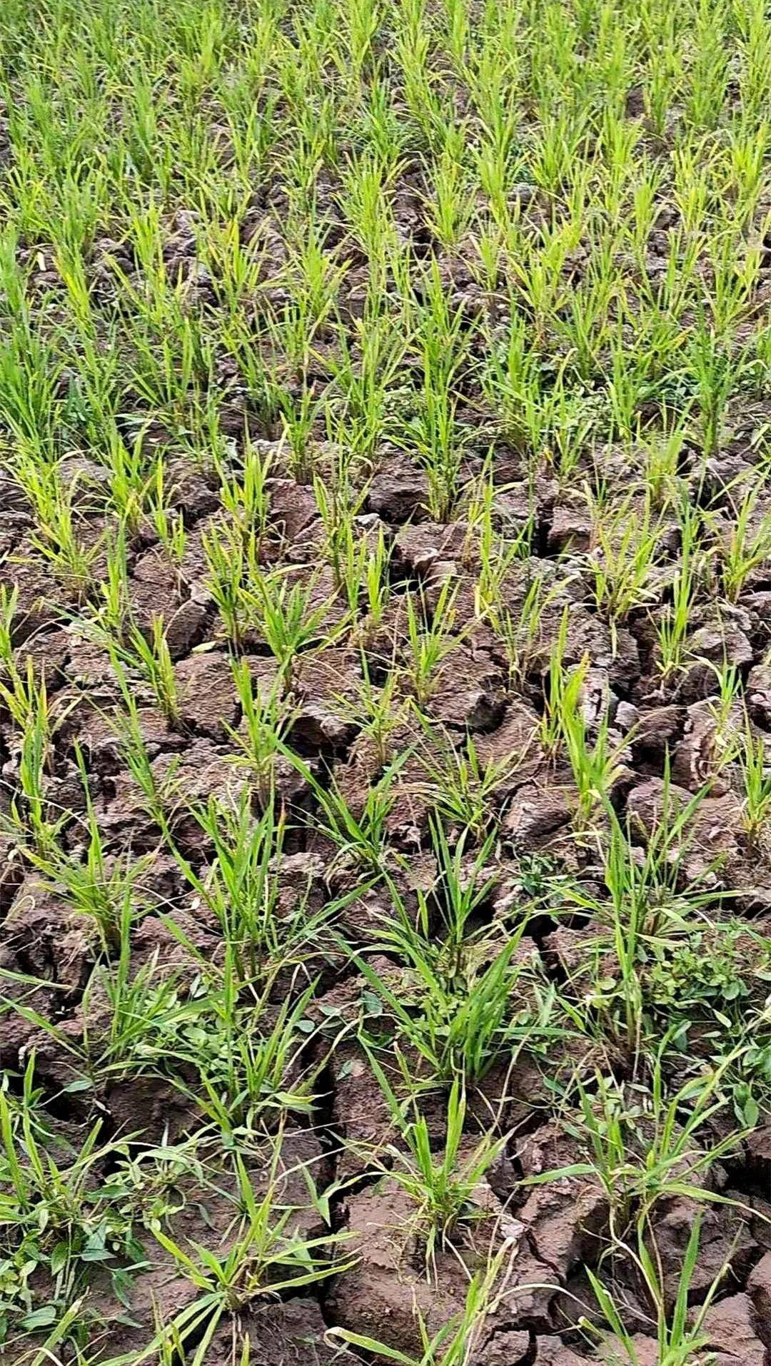 来看看"老天爷"把南充折磨成啥样了