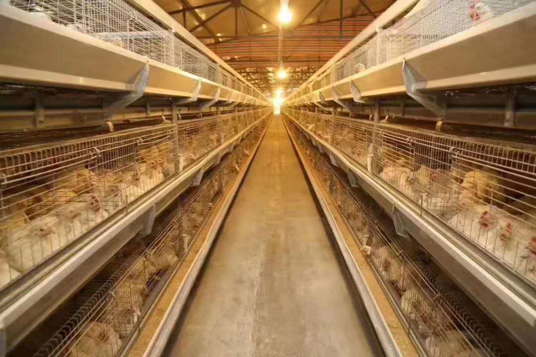 从 “料便少” 到 “长肉快”：润达益生源有效改善肉鸡肠道健康