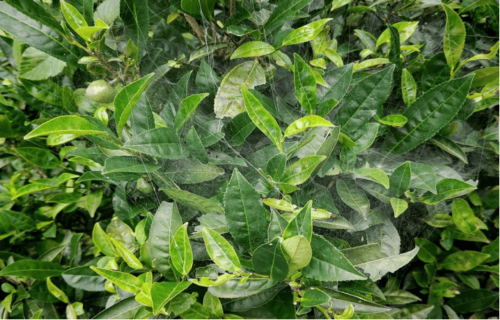 林间茶，云上梦：一片小叶野茶的有机之路与乡土之志_林间茶，云上梦：一片小叶野茶的有机之路与乡土之志_