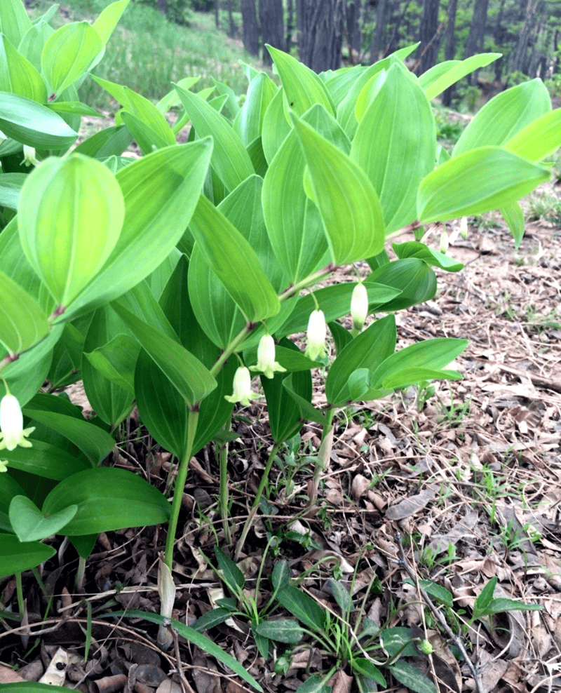 手把手教你认清中草药植物500种104玉竹