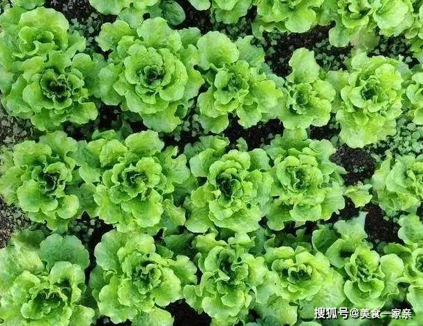 糖醋排骨的香味_糖醋排骨放什么香料好吃_